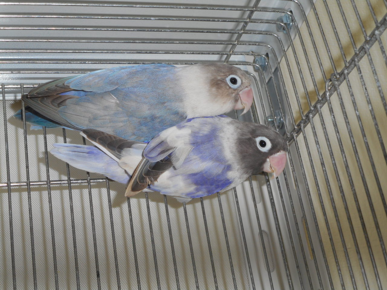 小鳥紹介にて写真更新致しました 京都の小鳥店 インコ オウム 小鳥 Bird Shop Ten