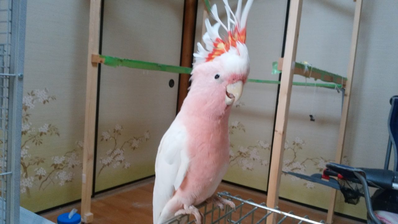 中型 大型鳥のご紹介 京都の小鳥店 インコ オウム 小鳥 Bird Shop Ten