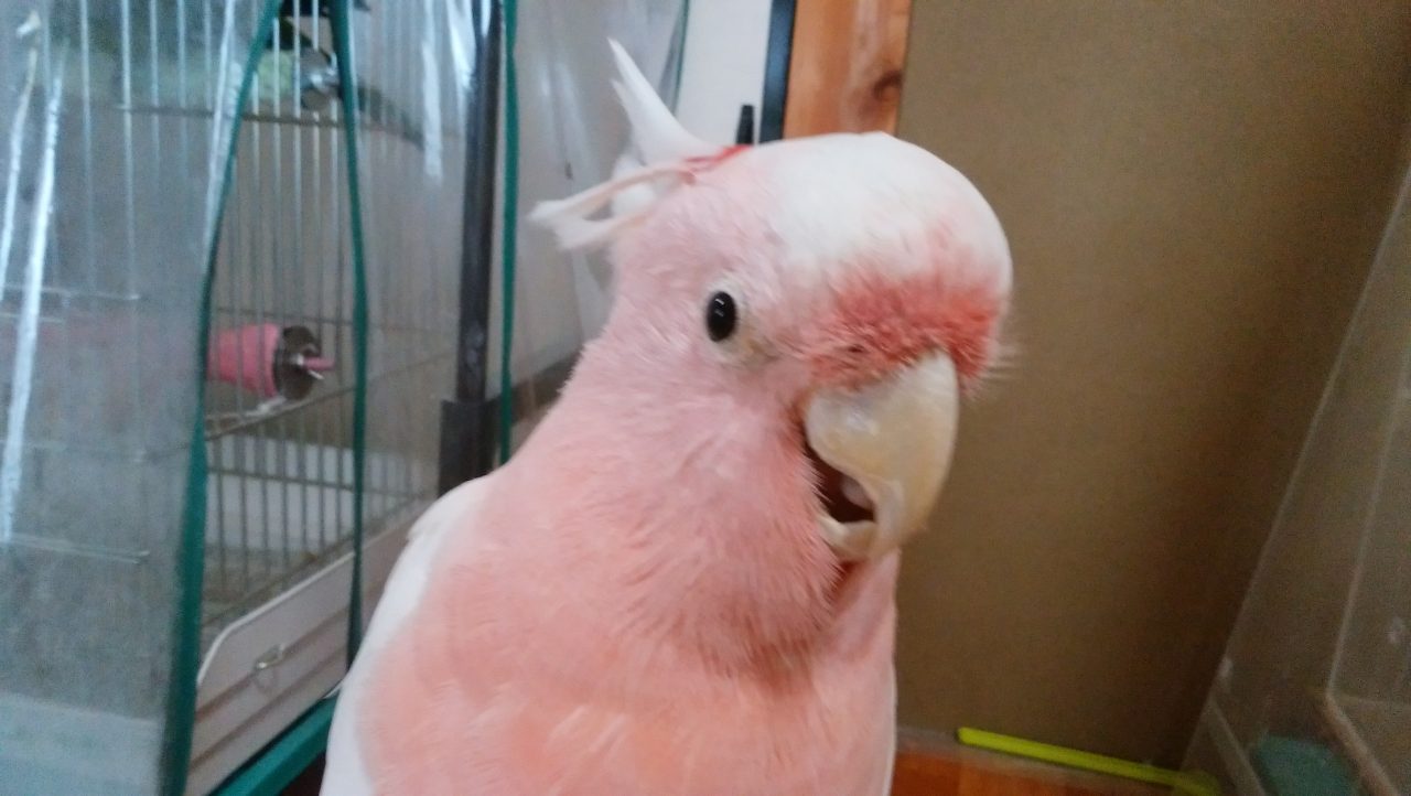 中型 大型鳥のご紹介 京都の小鳥店 インコ オウム 小鳥 Bird Shop Ten