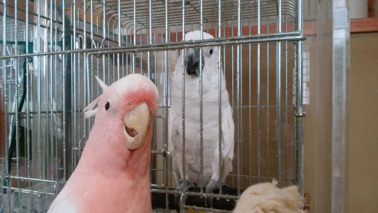 中型 大型鳥のご紹介 京都の小鳥店 インコ オウム 小鳥 Bird Shop Ten