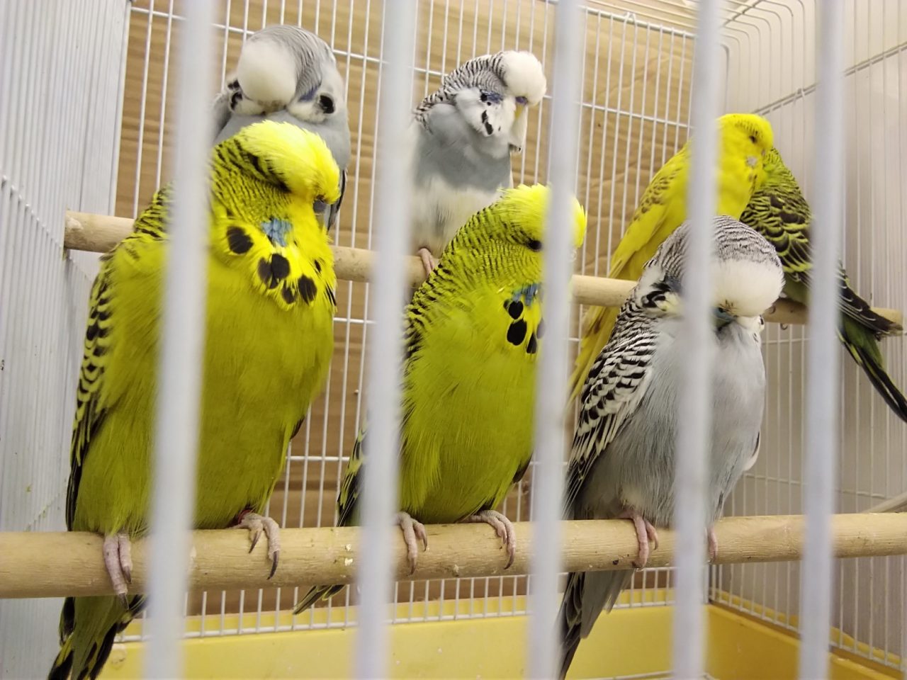 インコ ジャンボ セキセイ ジャンボセキセイインコとは？特徴や性格は？ ｜