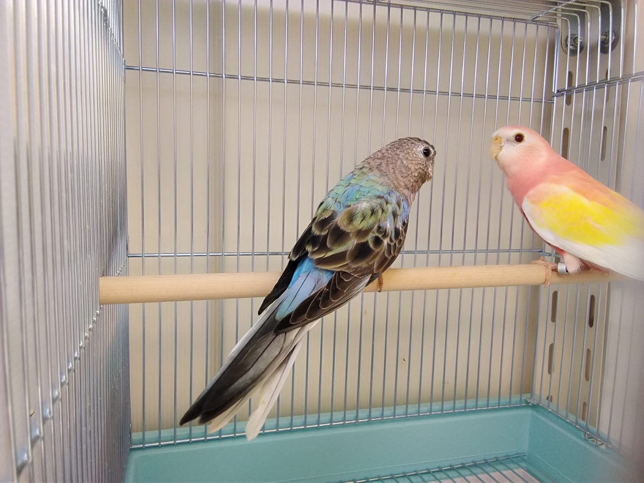 アキクサ キキョウインコ カノコスズメ コモン鳥入荷 京都の小鳥店 インコ オウム 小鳥 Bird Shop Ten