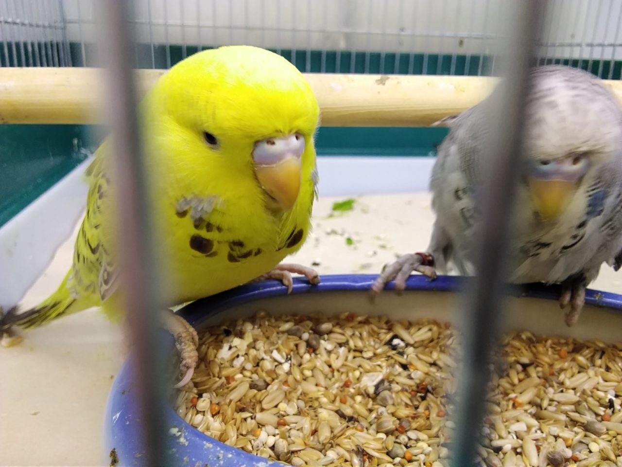 大型セキセイ アキクサインコヒナ入荷 再更新 京都の小鳥店 インコ オウム 小鳥 Bird Shop Ten