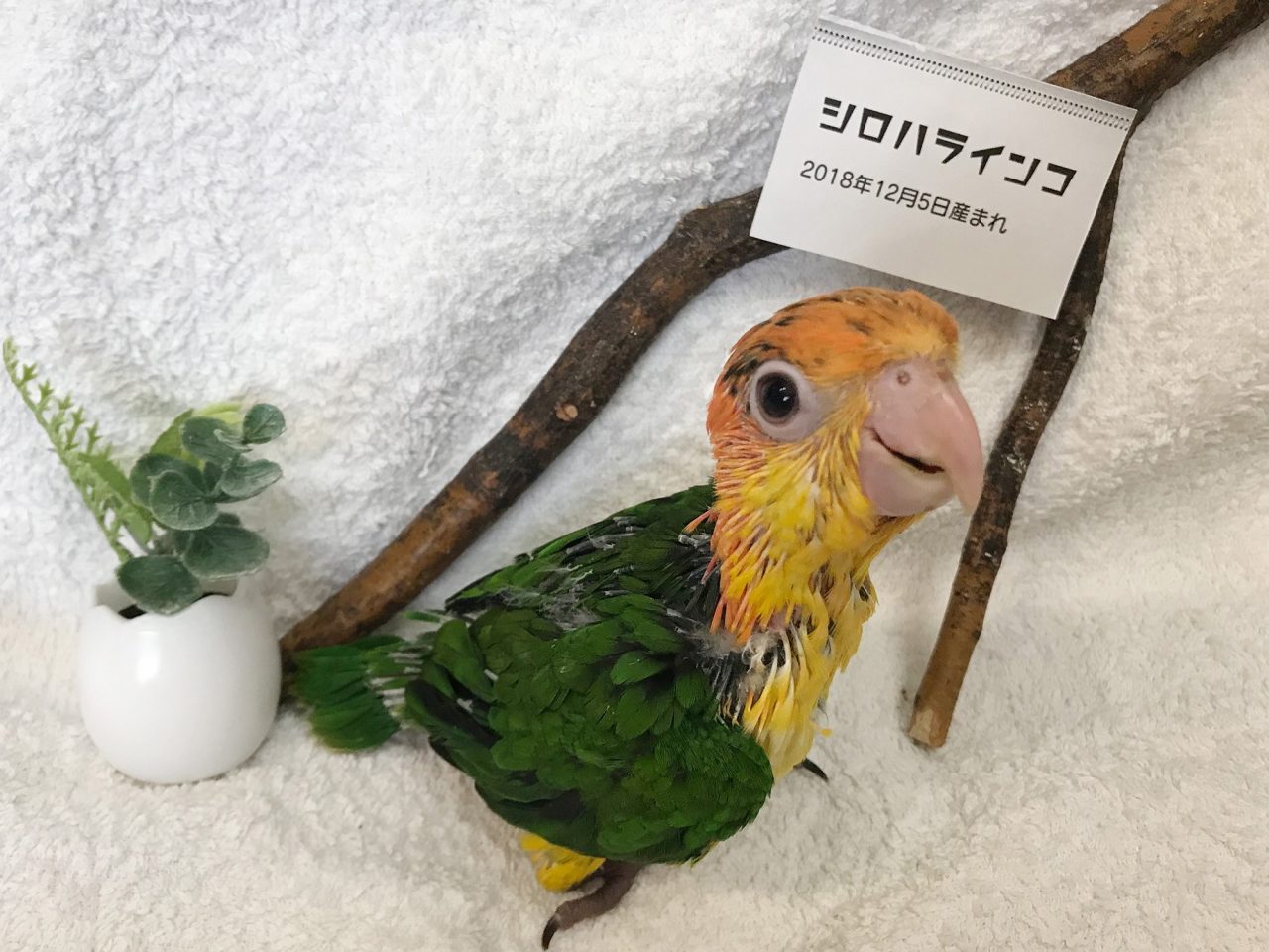 シロハラインコヒナ 京都の小鳥店 インコ オウム 小鳥 Bird Shop Ten