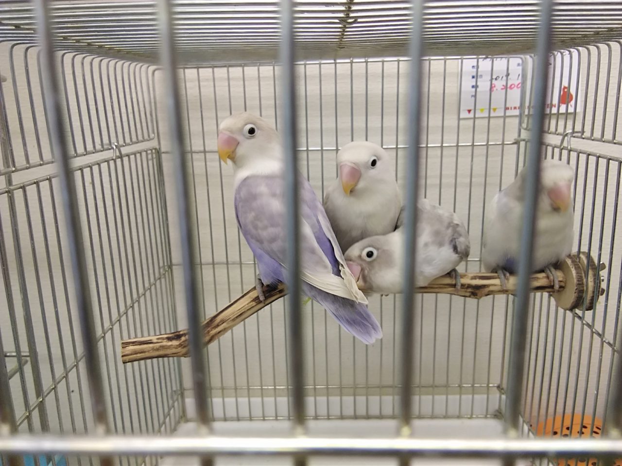 シロハラインコヒナ 京都の小鳥店 インコ オウム 小鳥 Bird Shop Ten