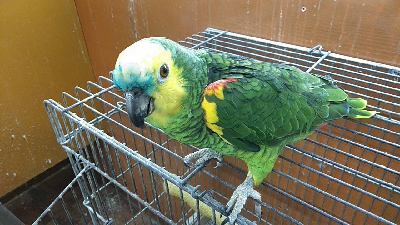 再更新ウロコヒナ入荷 アオボウシインコ 京都の小鳥店 インコ オウム 小鳥 Bird Shop Ten