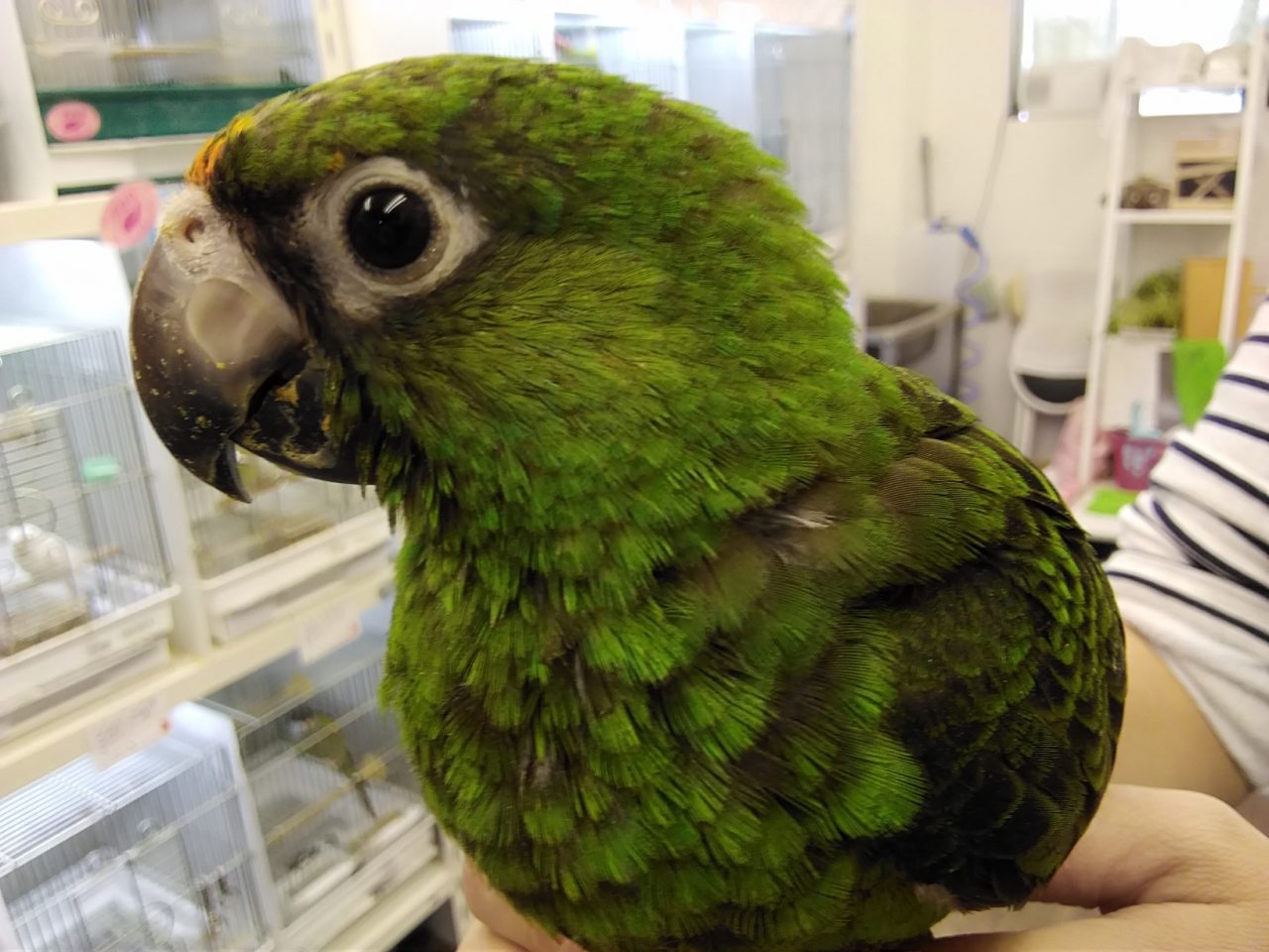 アカ ハネ ナガ インコ ズ ネズミガシラハネナガインコ