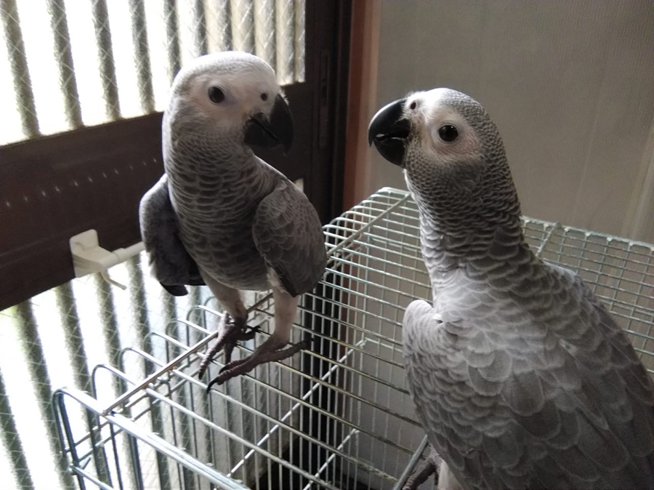 オキナインコとオカメインコヒナ入荷９月ヨウム入荷予定 京都の小鳥店 インコ オウム 小鳥 Bird Shop Ten