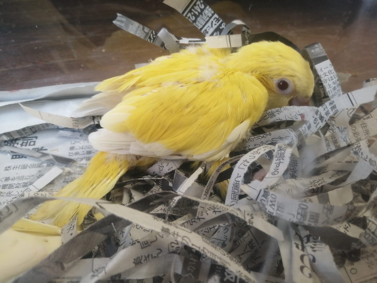 オキナインコとオカメインコヒナ入荷９月ヨウム入荷予定 京都の小鳥店 インコ オウム 小鳥 Bird Shop Ten