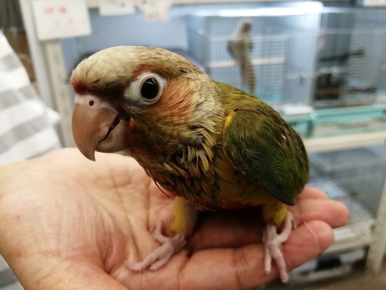 サザナミインコ ウロコインコ キバタン随時更新 京都の小鳥店 インコ オウム 小鳥 Bird Shop Ten