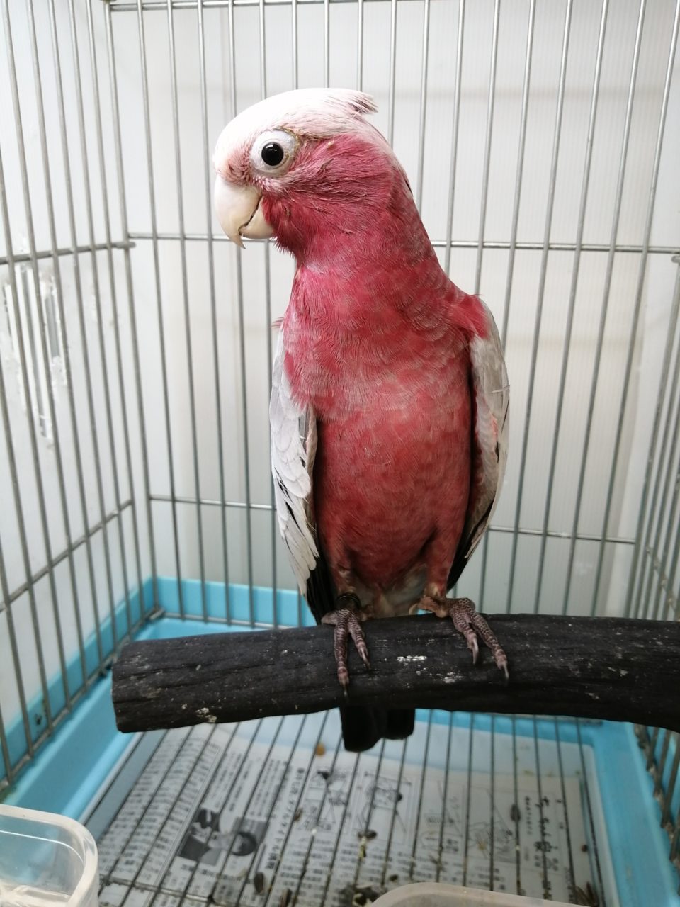 モモイロインコ オキナインコ オカメ入荷しました 京都の小鳥店 インコ オウム 小鳥 Bird Shop Ten