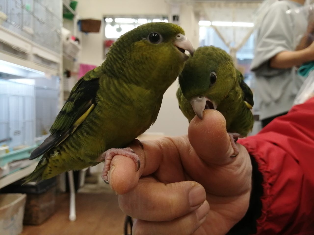 1月3日 13時よりオープン致します。本年も宜しくお願い致し