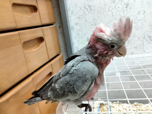 オキナインコ、モモイロインコ、ムーンチーク、ミントその他多種