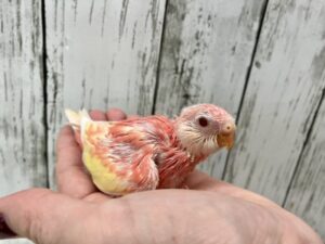 再更新　ウロコインコバイオ系、サザナミインコブルー。店舗にて特価の子沢山います。