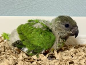 セネガルパロット、ヨウム、サザナミインコ、文鳥その他多数います