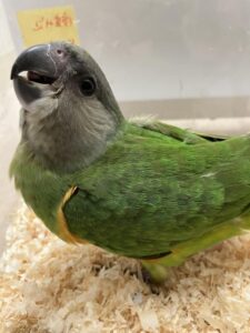 小型鳥から大型鳥までいろいろいます。ご来店お待ちしております。