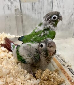 ウロコインコ、オカメインコ、サザナミインコ等々沢山います。