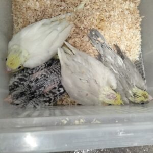 臨時入荷　高級オカメインコヒナ